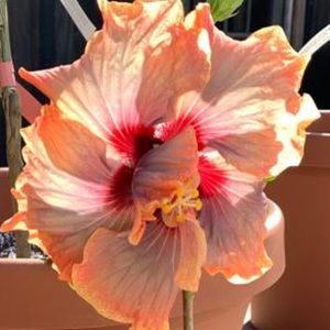 Meet your Posher, Mila